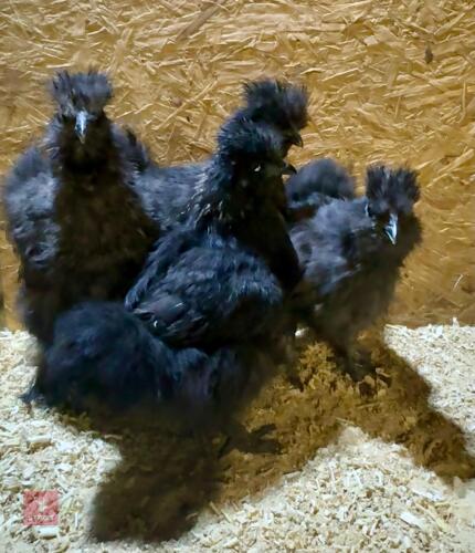 4 BLACK BEARDED SILKIE CHICKS - BIDS PER LIFE