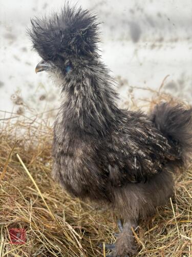 BEARDED SILKIE SILVER SPANGLE CHICK
