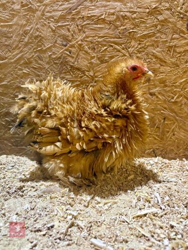BUFF FRIZZLE PEKIN HEN