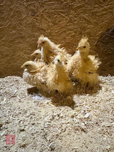 5 FRIZZLE BANTAM CHICKS - BIDS PER LIFE
