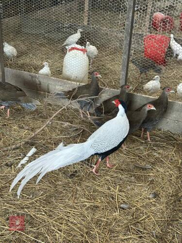1 SILVER PHEASANT COCK & 5 HENS - BIDS PER LIFE