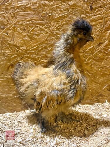 GOLDEN BEARDED SILKIE