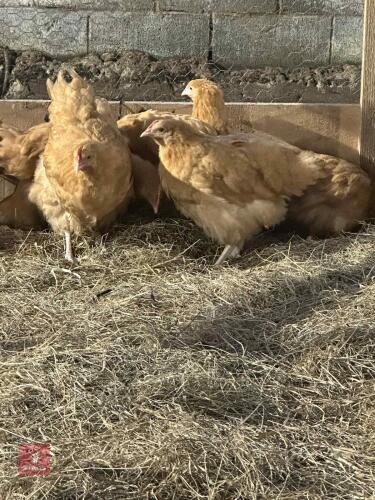 3 BUFF ORPINGTON GROWERS - BIDS PER LIFE