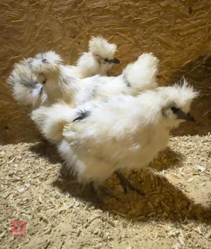 3 SPLASH BEARDED SILKIES - BIDS PER LIFE