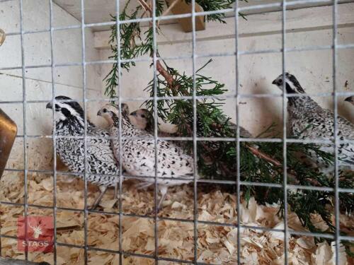 PAIR OF SNOWFLAKE BOBWHITE QUAILS - BIDS PER LIFE