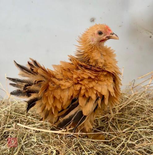 COLUMBIAN BUFF FRIZZLE PEKIN HEN