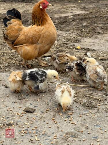 6 PEKIN X DUTCH CHICKS - BIDS PER LIFE