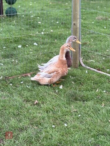 PAIR OF SAXONY DUCKS - BIDS PER LIFE