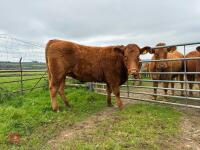 18MO SOUTH DEVON HEIFER (320)