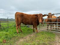 18MO SOUTH DEVON HEIFER (320) - 2