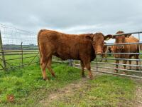 18MO SOUTH DEVON HEIFER (320) - 3