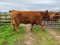 18MO SOUTH DEVON HEIFER (320) - 5