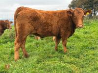18MO SOUTH DEVON HEIFER (320) - 6