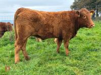 18MO SOUTH DEVON HEIFER (320) - 7