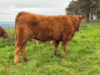 18MO SOUTH DEVON HEIFER (320) - 8