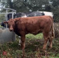 7MO LIMOUSIN X BRITISH BLUE HEIFER CALF - 3