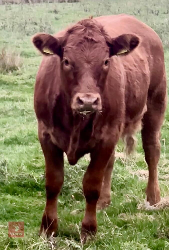 7MO LIMOUSIN X BRITISH BLUE HEIFER CALF