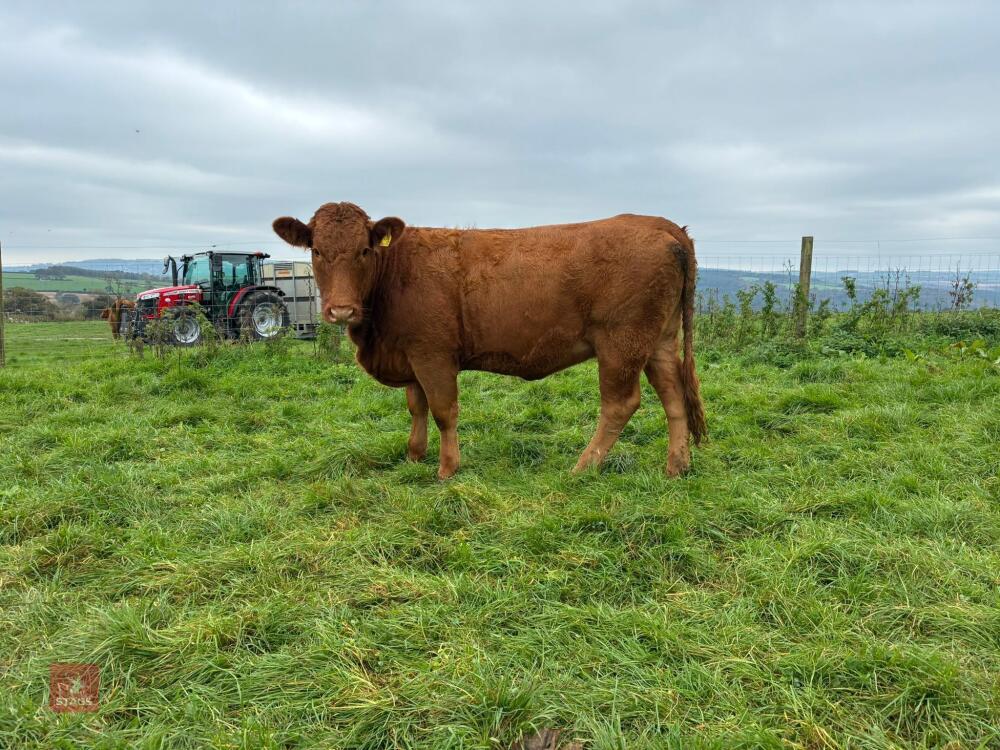 17MO SOUTH DEVON HEIFER (342)