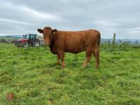 17MO SOUTH DEVON HEIFER (342) - 2