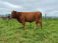 17MO SOUTH DEVON HEIFER (342) - 3
