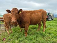 17MO SOUTH DEVON HEIFER (342) - 6