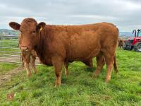 17MO SOUTH DEVON HEIFER (342) - 8