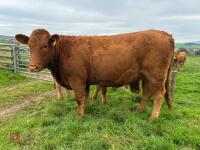 17MO SOUTH DEVON HEIFER (342) - 10
