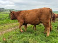 17MO SOUTH DEVON HEIFER (342) - 11