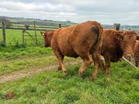17MO SOUTH DEVON HEIFER (342) - 12