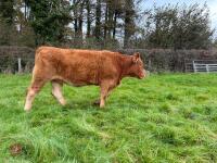 17MO SOUTH DEVON HEIFER (344)