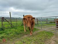17MO SOUTH DEVON HEIFER (344) - 2