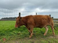 17MO SOUTH DEVON HEIFER (344) - 3
