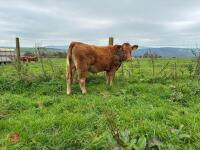 17MO SOUTH DEVON HEIFER (344) - 5
