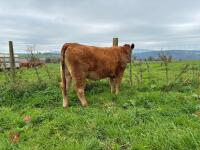 17MO SOUTH DEVON HEIFER (344) - 6