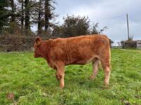 17MO SOUTH DEVON HEIFER (344) - 7