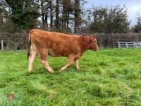 17MO SOUTH DEVON HEIFER (344) - 8