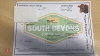 17MO SOUTH DEVON HEIFER (344) - 9