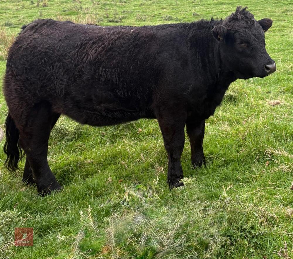 23MO DEXTER CROSS HEIFER