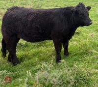 23MO DEXTER CROSS HEIFER