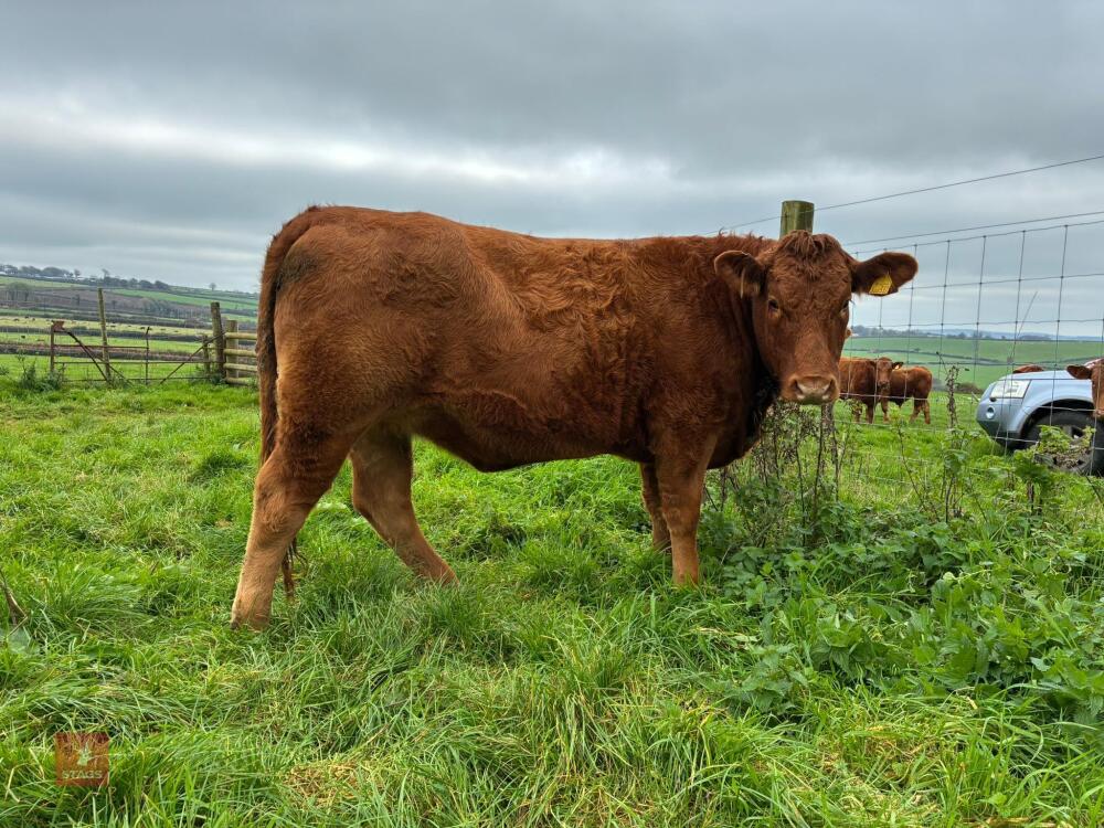 17MO SOUTH DEVON HEIFER (337)