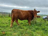17MO SOUTH DEVON HEIFER (337)