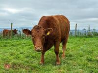 17MO SOUTH DEVON HEIFER (337) - 2