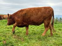 17MO SOUTH DEVON HEIFER (337) - 5