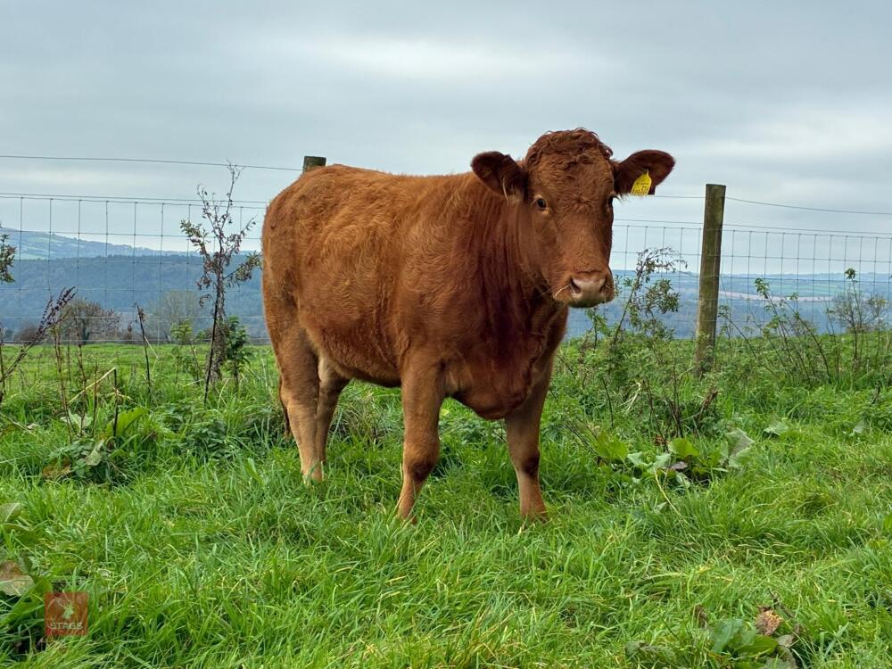 18MO SOUTH DEVON HEIFER (326)