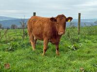 18MO SOUTH DEVON HEIFER (326) - 2