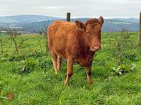 18MO SOUTH DEVON HEIFER (326) - 3