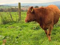 18MO SOUTH DEVON HEIFER (326) - 4
