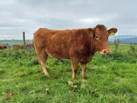 17MO SOUTH DEVON HEIFER (346)