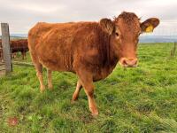 17MO SOUTH DEVON HEIFER (346) - 3