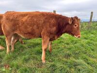 17MO SOUTH DEVON HEIFER (346) - 4